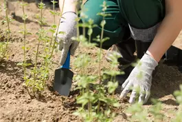 "רצוי להיפטר מעשבים שוטים בתחזוקה לגינה שלכם"